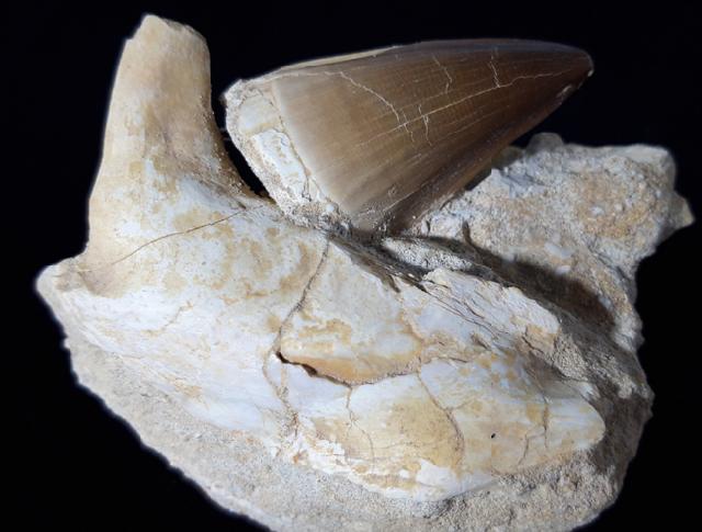 Mosasaurus beaugei ARAMBOURG 1952 & Knochenrest non det. - Bild © FossNet FossilienStore